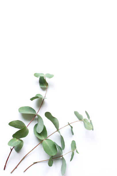 istock Frame, corner made of green Eucalyptus leaves and branches on white background. Floral composition. Feminine styled stock flat lay image, top view. Copy space. 1212360335