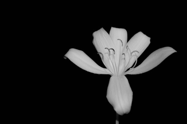 istock white tropical flower black and white filter 1212360846