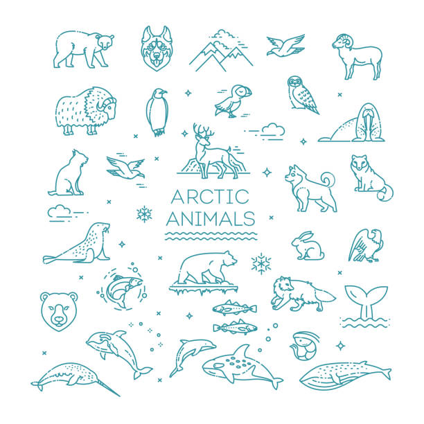 Set of linear vector Arctic animals Line arctic wildlife concept with different north animals . Vector seal animal stock illustrations