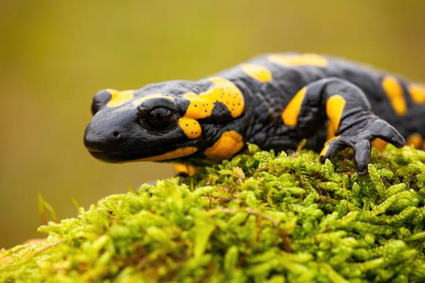 istock Close-up of a fire salamander crawling on a mossy tree trunk 1212362983