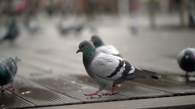 pigeons walking