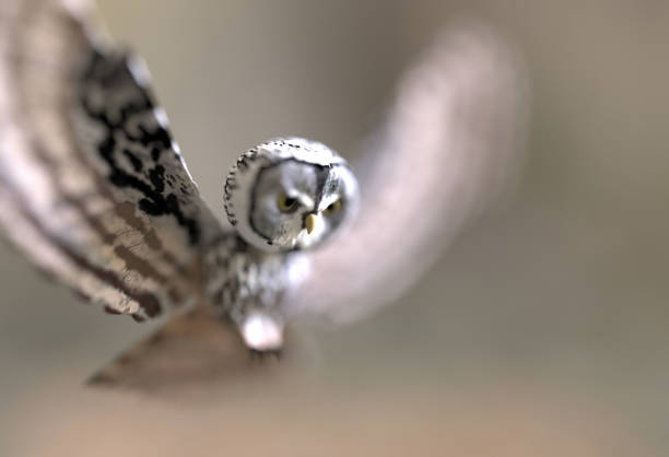 Spotted Owlet staring at camera.