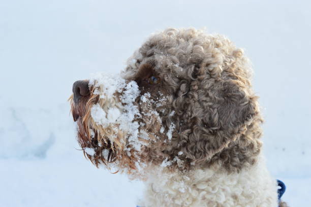 istock Potrait of a Lagotto Romagnolo 1212365827