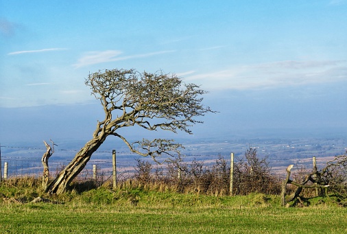 A windswept tree leans across a view of the Lulworth Ranges. Dorset, UK.