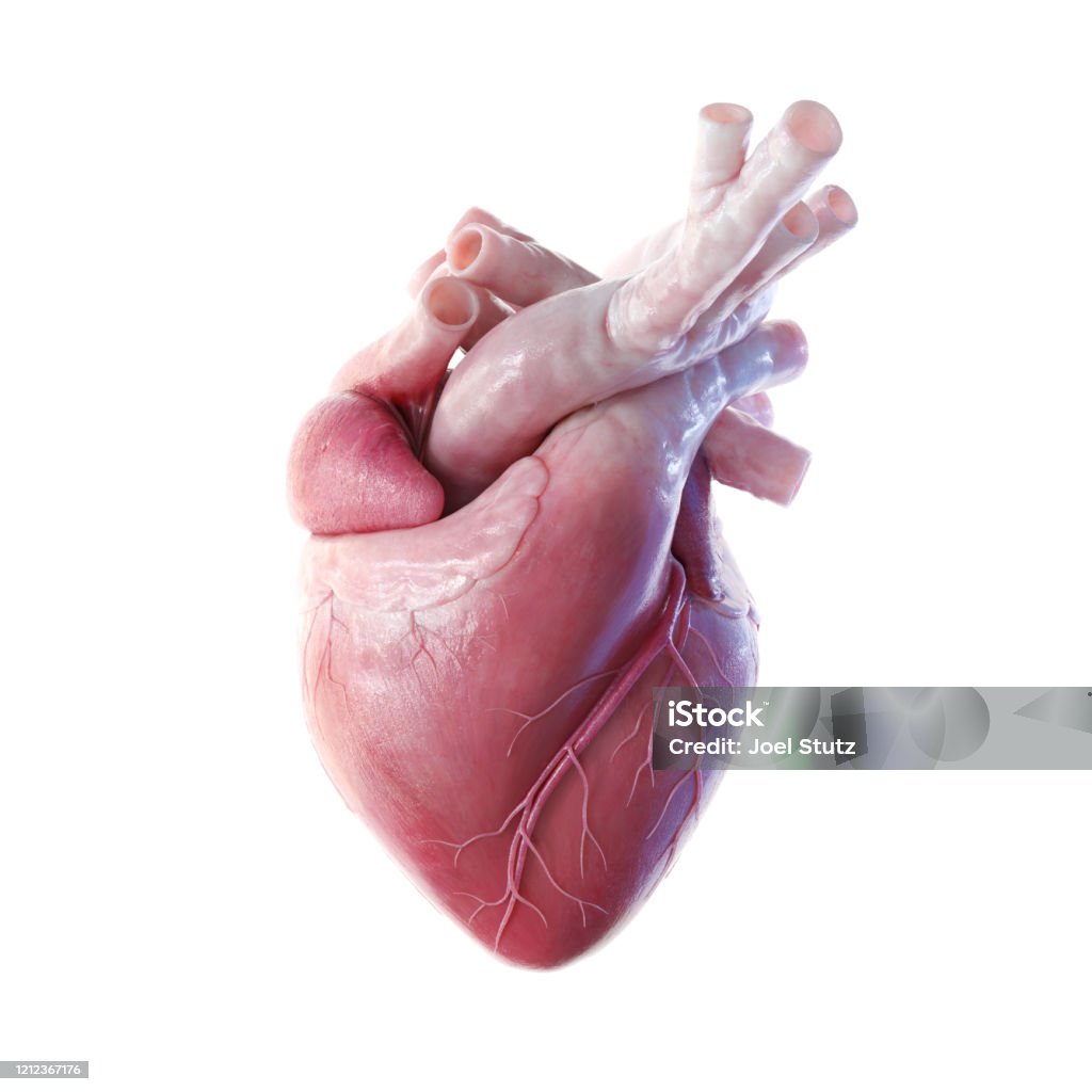 Human heart front view 3D front view render of the human heart Human Heart Stock Photo