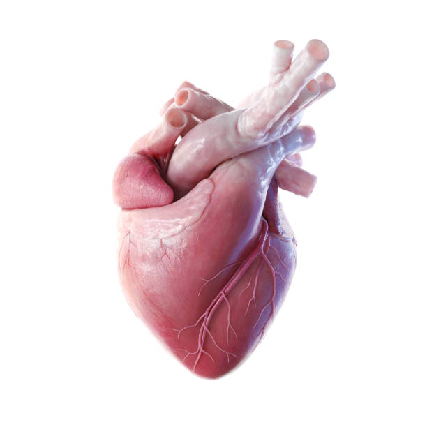 Human heart front view 3D front view render of the human heart heart internal organ stock pictures, royalty-free photos & images