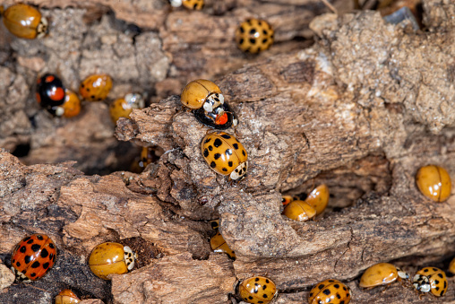 Lots of ladybugs on a wooden bench. Macro shot of swarming ladybugs
