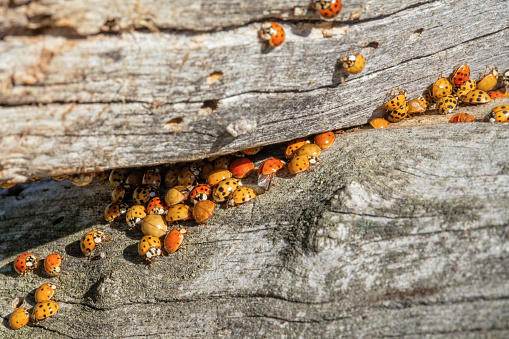 Lots of ladybugs on a wooden bench. Macro shot of swarming ladybugs