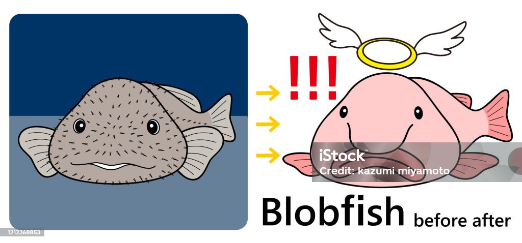 Psychrolute Smarcidus Blobfish Character Before After Set Illustration  Vector Stock Illustration - Download Image Now - iStock