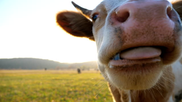 Free Cow Stock Video Footage 6011 Free Downloads
