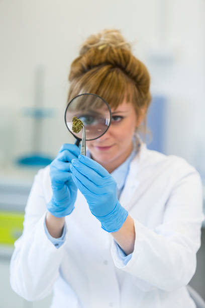 istock Scientist looking marijuana bud through magnifying glass 1212369257
