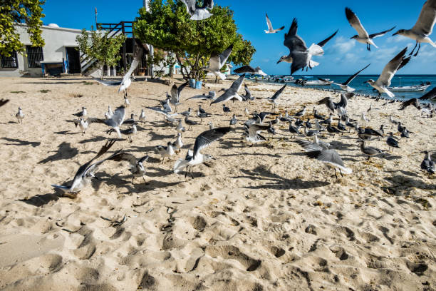 Seagulls and Pelicans flying on the beach