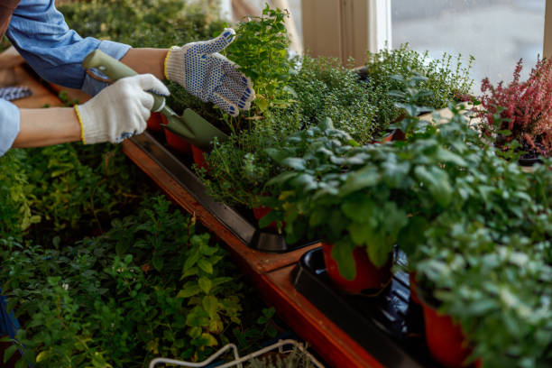 istock Caucasian woman with a garden hand tool 1212371478