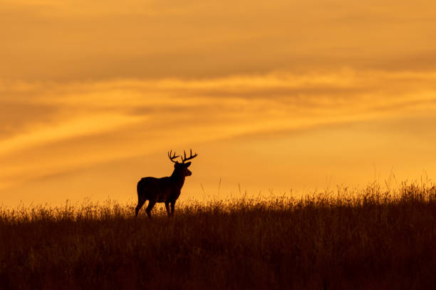 buck de cerf de queue blanche au coucher du soleil - cerf de virginie photos et images de collection