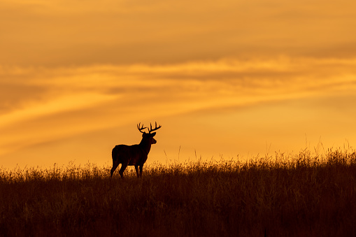 a whitetail deer buck in a colorful sunset