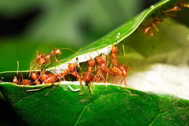istock Red ants are helping to pull the leaves together to build a nest 1212372205