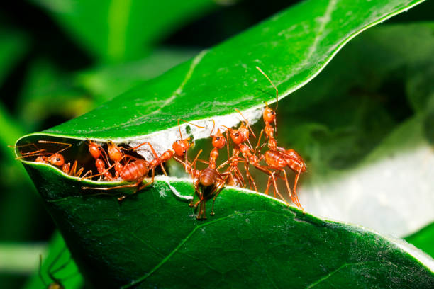 istock Red ants are helping to pull the leaves together to build a nest 1212372255