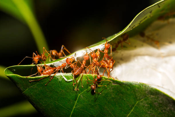istock Red ants are helping to pull the leaves together to build a nest 1212373312
