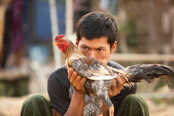 Khái niệm cơ bản về đá gà và Mang5