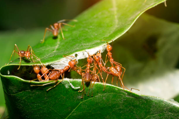 Red ants are helping to pull the leaves together to build a nest