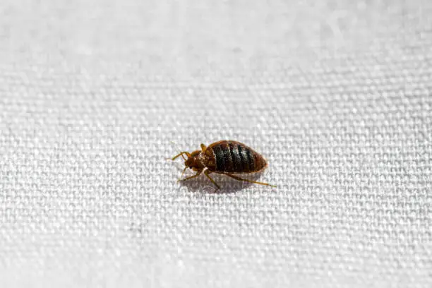 Photo of Bed Bug