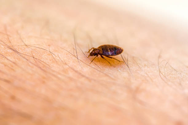 Bed Bug bed bug up close bloodsucking photos stock pictures, royalty-free photos & images