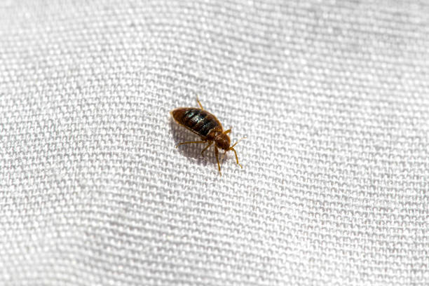 Koting Insect 2,200+ Bed Bug Close Up Stock Photos, Pictures & Royalty-Free Images ...