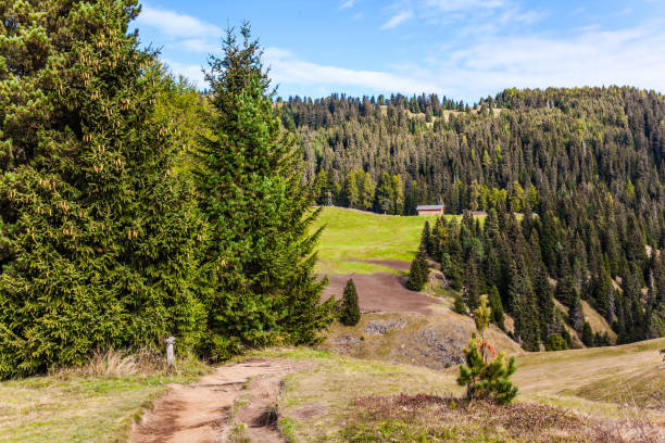 istock Coniferous forests in the Val Gardena 1212375207
