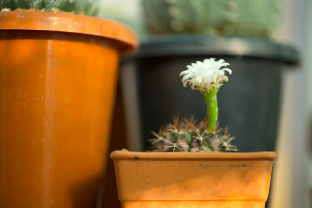 Gymnocalycium sp.and white flower in pot show nature background