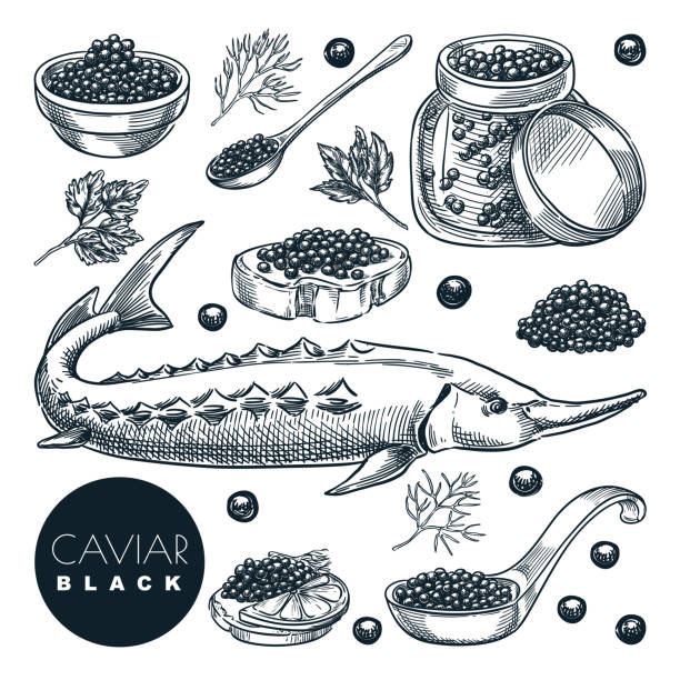 ilustraciones, imágenes clip art, dibujos animados e iconos de stock de delicioso caviar negro de pescado de esturión, aislado sobre fondo blanco. ilustración vectorial de bocetos de la cocina gourmet de lujo - caviar