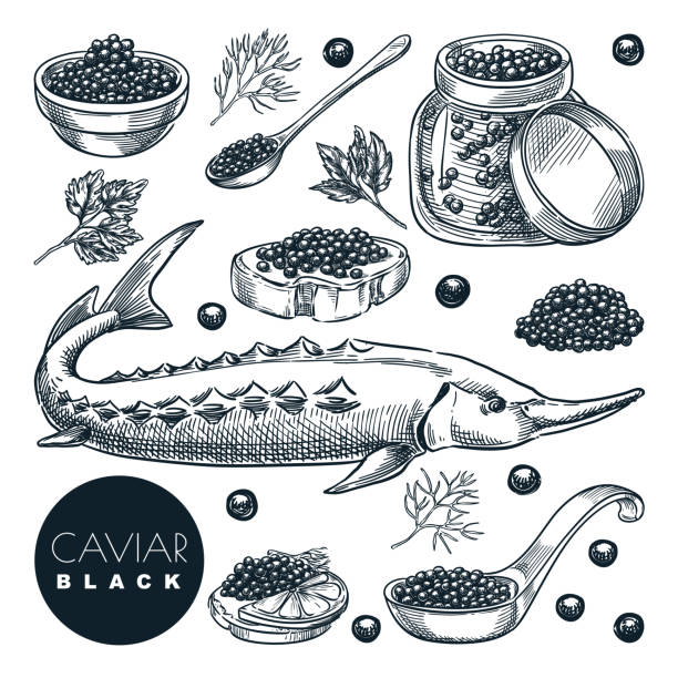 흰색 배경에 고립 된 맛있는 철갑상어 물고기 검은 캐비어. 럭셔리 미식가 요리의 스케치 벡터 일러스트레이션 - caviar stock illustrations
