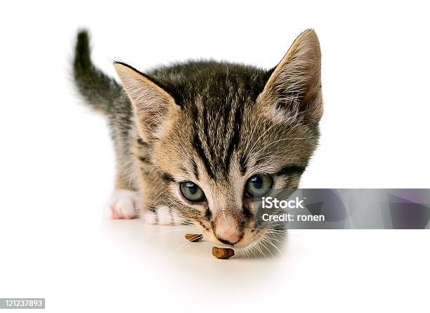 Gattino Mangiando - Fotografie stock e altre immagini di Gattino - Gattino, Mangiare, Amore