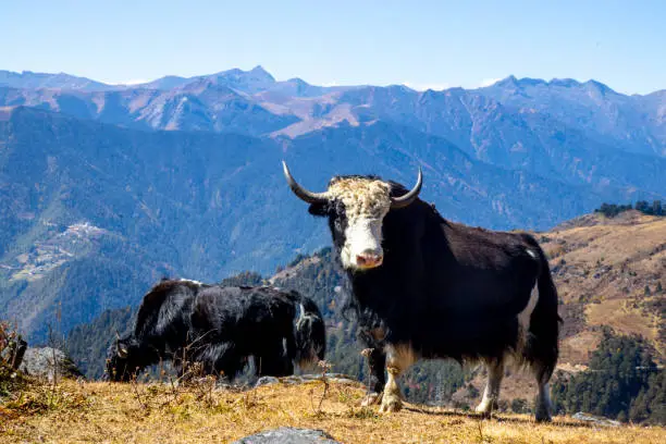 A group of yaks, around 4000 meters of altitude, near the city of Paro, in Bhutan. The mountains in background are the himalayan frontier with India