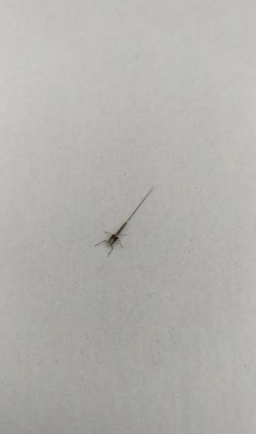 istock Mayflies are delicate-looking insects with one or two pairs of membranous, triangular wings, which are extensively covered with veins. At rest, the wings are held upright. 1212382026