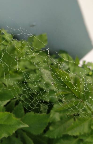 istock Orb Weaver spider's web with morning dew droplets on it with green leaves' background. 1212382046