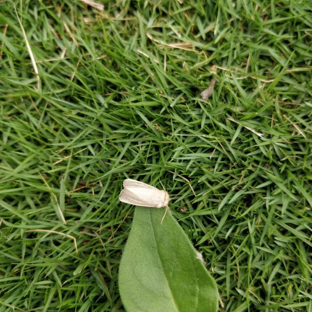 Mythimna pallens, the common wainscot, is a moth of the family Noctuidae. This species has buffish-yellow forewings with prominent venation. The hindwings are pure white,grey at center,the veins dark. mythimna pallens, el wainscot común, es una polilla de la familia noctuidae. esta especie tiene alas delanteras de color amarillo buffish con una ventilación prominente. las alas traseras son de color blanco puro, gris en el centro, las venas oscuras.