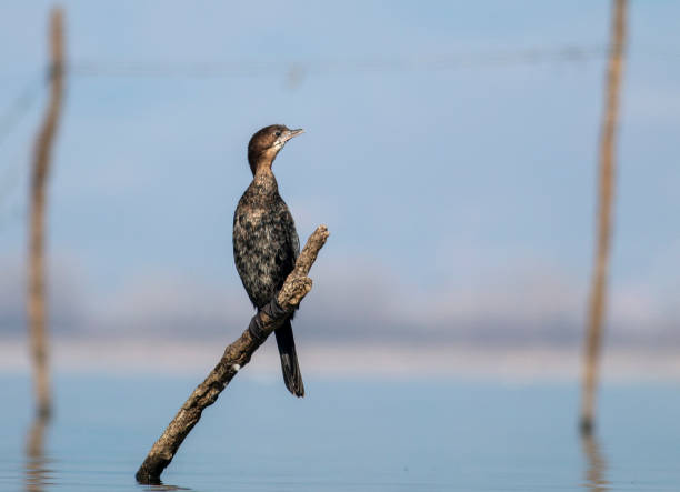 istock Pygmy Cormorant sitting on stick 1212383145