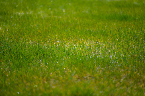 Water  puddles stand on a field with grass