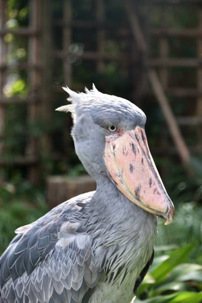 istock Shoebill, a big bird in Africa 1212383332