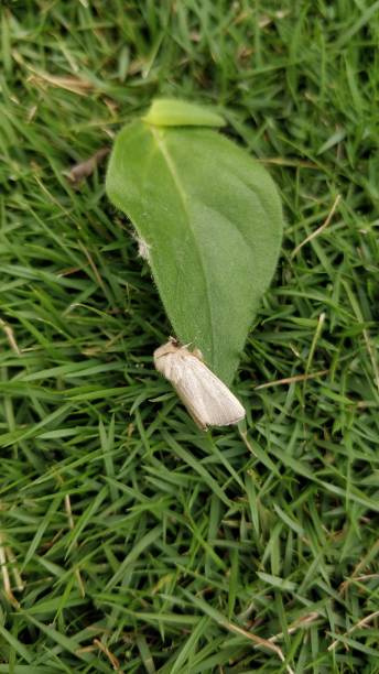 Mythimna pallens, the common wainscot, is a moth of the family Noctuidae. This species has buffish-yellow forewings with prominent venation. The hindwings are pure white,grey at center,the veins dark. mythimna pallens, el wainscot común, es una polilla de la familia noctuidae. esta especie tiene alas delanteras de color amarillo buffish con una ventilación prominente. las alas traseras son de color blanco puro, gris en el centro, las venas oscuras.