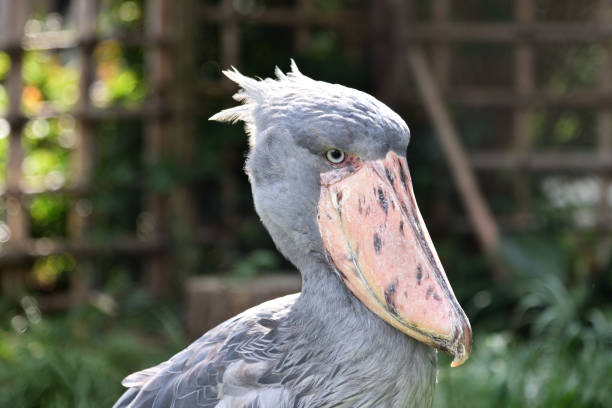 istock Shoebill, a big bird in Africa 1212383351