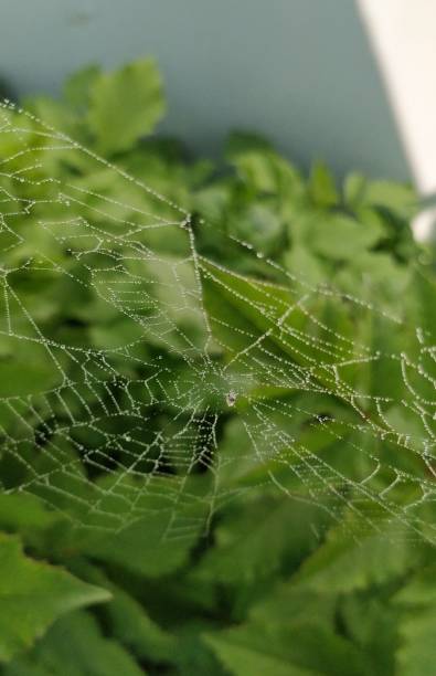 istock Orb Weaver spider's web with morning dew droplets on it with green leaves' background. 1212383578