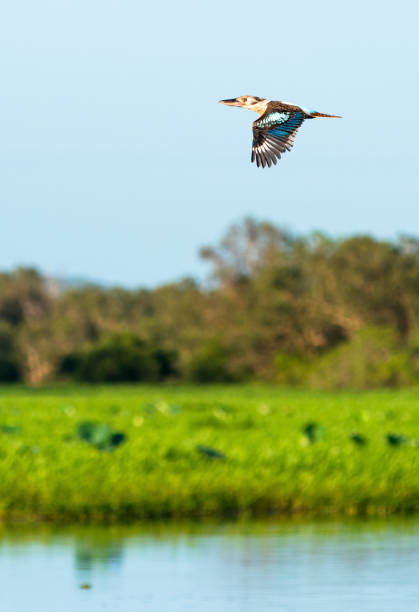 kookaburra en vol au-dessus de l’eau - kakadu photos et images de collection