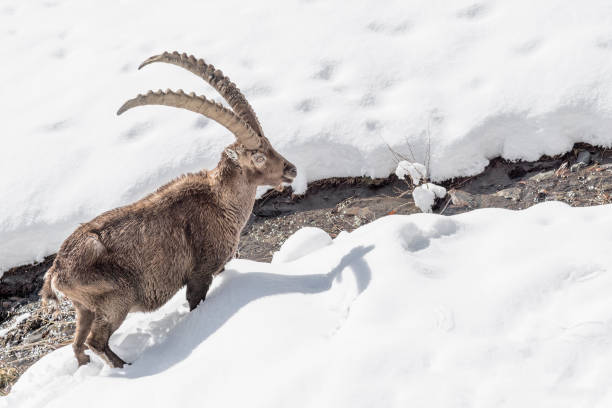 istock Alpine ibex near the river (Capra ibex) 1212386342