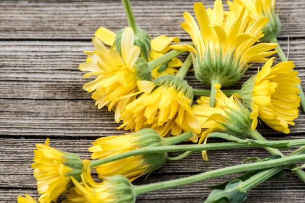Arnica Montana on Wooden Background