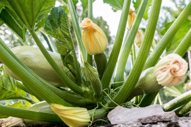 istock Grown Courgettes in Organic Vegetable Garden 1212386392