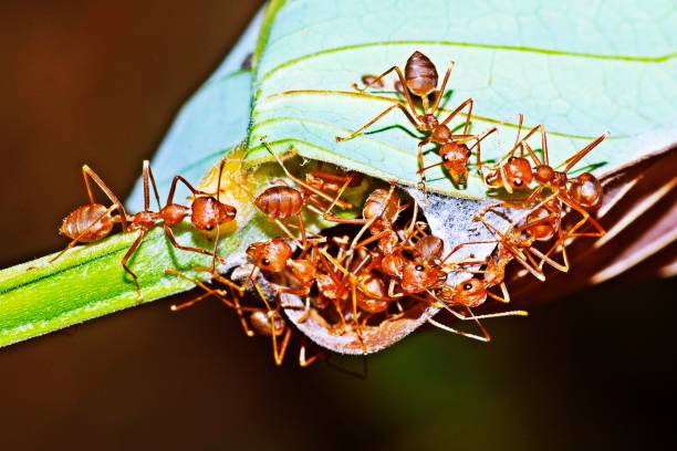 istock Ants in the nest. 1212387230