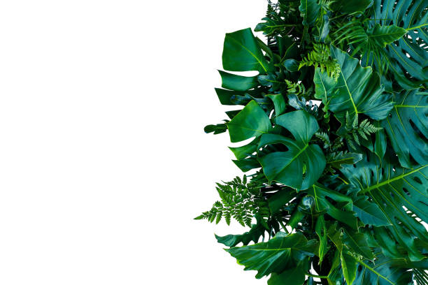 istock green leaves for background and wallpaper 1212387584