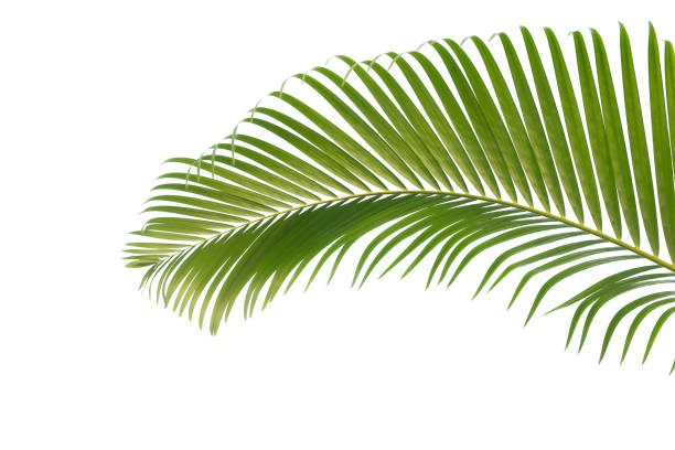 istock green leaves for background and wallpaper 1212387589