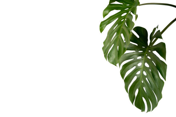 istock green leaves for background and wallpaper 1212387597